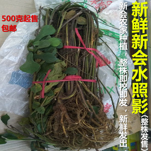 新鲜新会水照影500g整棵护中椰子香草肝煲汤药食材桑榕非五指毛桃
