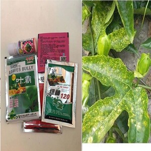 【百香果病毒病】百香果病毒病品牌,价格 - 阿里巴巴