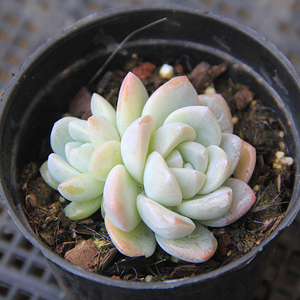 【玉柱多肉】玉柱多肉品牌,价格 - 阿里巴巴