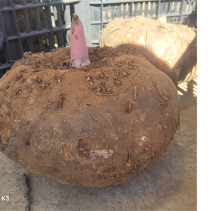 四川盐源新鲜现挖大魔芋8斤魔芋豆腐原料灰菜磨芋头当季农产品