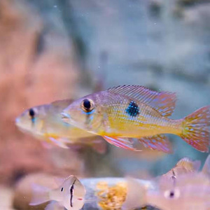 小型食土鲷潘塔宝石 梦幻蓝唇宝石观赏鱼,热带鱼