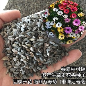 非洲菊种子四季易播混色南非万寿菊种籽室外室内庭院阳台盆栽花籽