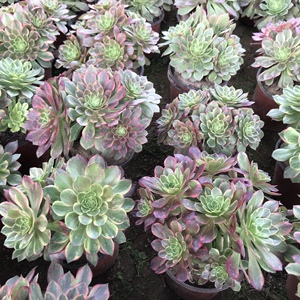 万圣节黄锦捧花 法师捧花 万圣节黄锦缀化