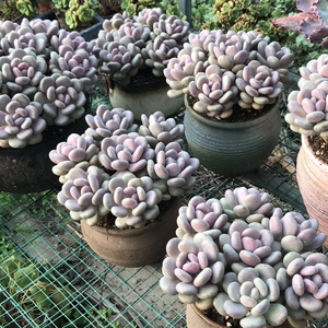 月美人多肉植物 多肉植物