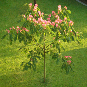 合欢树苗芙蓉树苗绒花树银叶金合欢花树苗树木庭院南北方种植盆栽