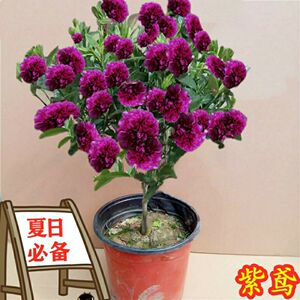 耐热耐寒花驱蚊驱蝇香花室内室外四季开花办公室易管理南北方种植