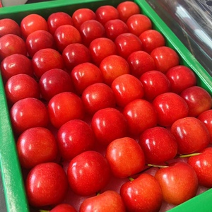 日本佐藤锦山形樱桃新鲜水果当季车厘子高端稀有水果果肉嫩滑包邮