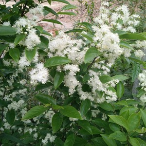 白花山矾山矾长兴山矾庭院美化绿植办公室盆景园艺盆栽特惠