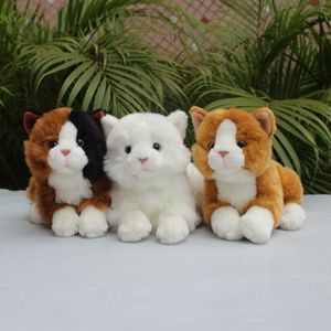 可爱猫咪玩偶小白猫公仔毛绒花猫玩具桔色小猫布娃娃女友儿童礼物
