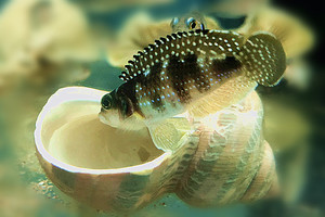 钻石贝  卷贝 三湖慈鲷 坦鲷 钻石贝鱼 卷贝鱼 热带观赏鱼 活体