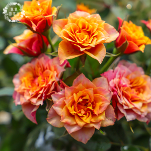 微型月季盆栽欧月迷你微月比基尼耐寒四季开花带花带土发货新品