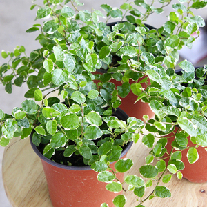 花叶霹雳盆栽攀爬类植物耐热耐寒室内耐阴爬藤室外阳台庭院好养