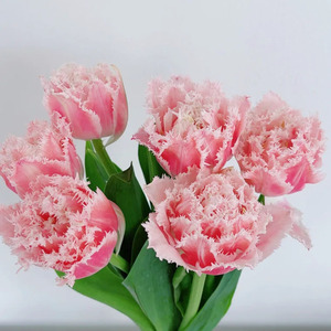 稀有应季美人鱼岛重瓣卷边郁金香鲜切花家用节日送礼婚礼闺蜜花艺