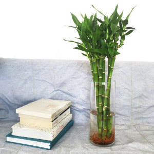 80tb068886880淘宝富贵竹水培植物转运开运竹花卉绿植盆栽绿萝室内