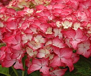 花之缘998园艺 进口大花绣球 塞尔玛 庭院花镜植物 园艺花卉 小苗