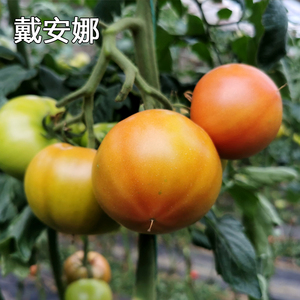 新鲜现摘草莓番茄绿腚碱地西红柿有籽生吃酸甜黑猫警长87008713