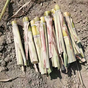 黄皮甘蔗苗广东