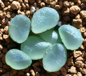 芷妍花馆 (紫镜万象)特丸紫镜  小型万象 包对版 包成活