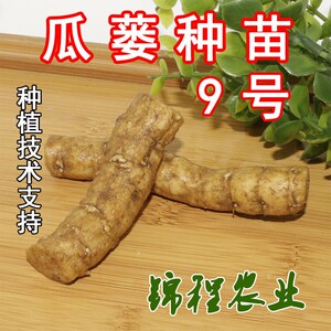 瓜蒌种苗皖9号大颗粒品种瓜蒌根苗种苗吊瓜篓籽苗瓜子苗吊瓜籽苗