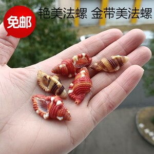 00突然的自我12345淘宝包邮天然海螺贝壳阔船蛸扁船艄标本螺船章鱼