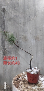 日本赤松小品籽播苗原生苗微盆景素材绿植造型练手盆栽非黑松大阪