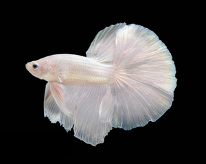 阳光水族泰国纯白色半月斗鱼珠光肉粉小型热带鱼活体观赏鱼宠物鱼