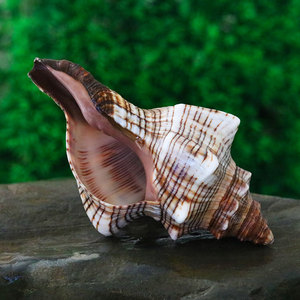 赤旋螺天然贝壳海螺花盆工艺品家居地中海装饰鱼缸造景水族箱装饰