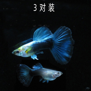 水族孔雀鱼蓝礼服纯大背大尾凤尾活鱼热带观赏鱼淡水孕母路损包赔