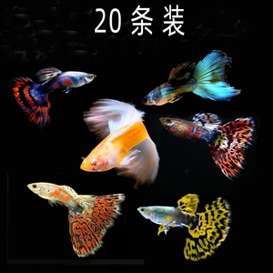 水族淡水孔雀鱼活品系纯淘汰凤尾鱼练手鱼观赏热带鱼群游路损包赔
