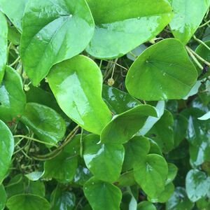 野生千金藤苗 新鲜粪箕笃 田鸡草 飞天雷公 千金藤苗