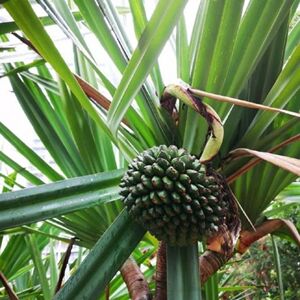 新鲜现采露兜树 假菠萝 林投 露兜簕 簕菠萝 假菠萝 勒古子