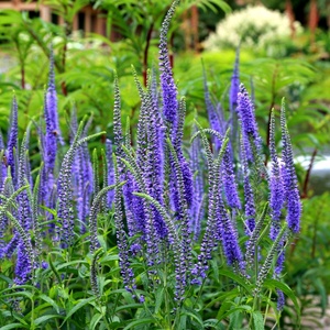 婆婆纳种子耐寒多年生宿根蓝色花卉花籽耐阴每年开花庭院室外花园