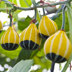 观赏食用蔬菜瓜果鸳鸯梨小南瓜种子小玩偶爬藤观赏玩具倭瓜种籽