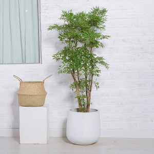 80九零后园艺淘宝福禄寿仙人柱嫁接多肉植物绿植花卉盆栽防辐射美观