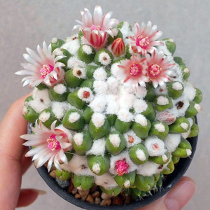 minipit园艺 雪糕白毛开花仙人球乳突球属趣味观赏美观阳台布置