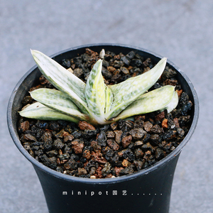 minipot 奶油子宝锦 硬叶十二卷 芦荟多肉植物组合盆栽美观布置