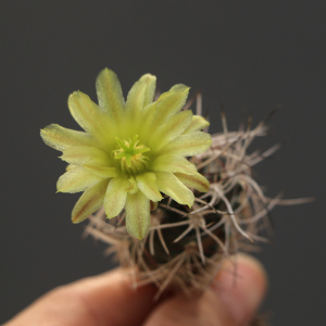 minipot园艺 达氏青花虾 仙人球仙人柱桌面绿色植物美观布置