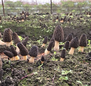 羊肚菌菌种菌包种植