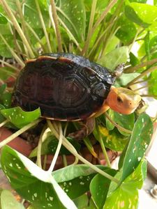 黄缘龟幼龟闭壳皖南安缘台缘盒龟安徽小乌龟活物人工龟苗缘龟活体