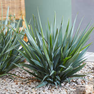 【美丽岛】花叶山菅兰乌托邦山猫儿交剪草山兰花金交多年常绿观叶