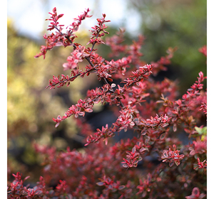 【美丽岛】花境花园植物小丑火棘彩色观叶趣味变色植物常绿耐寒
