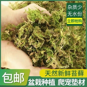 优质鲜活干苔藓兰花蝴蝶兰种植铁皮石斛专用营养土爬宠用包邮观景