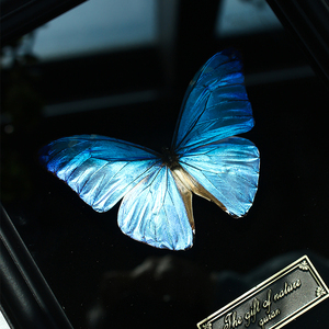 西风闪蝶真蝴蝶标本装饰画摆件罕见蓝色稀有昆虫标本女友生日礼物