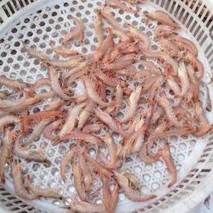 青岛蛎虾鲜活鹰爪虾新鲜立虾野生虾海捕大虾蛎虾饺子3斤顺丰包邮