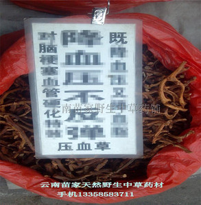 压血草:云南苗家特产 降野生中草药 压茶 泡酒料药酒料 中药材