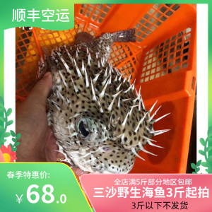 南海三沙野生刺龟鱼刺泡鱼新鲜野生海鱼活冻