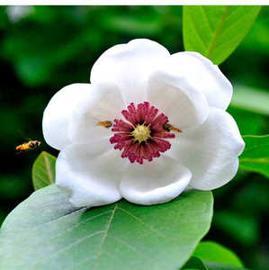 木兰树