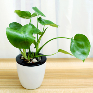 苏州绿植送货