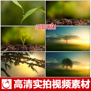 水滴滴入地面 小树发芽茁壮成长成参天大树励志生长 高清视频素材