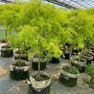 宠物及园艺 盆栽,盆景 盆景 黄金香柳盆栽